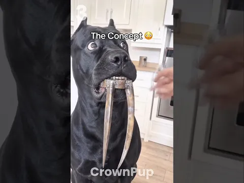 Never put fake teeth on your dog 🦷🐕😱