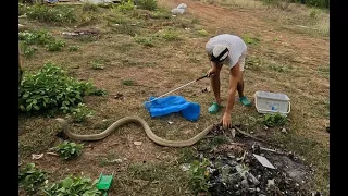 Salvo una King cobra de una muerte segura