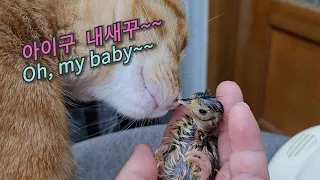 처음 병아리를 본 고양이 반응  -  Cat's reaction to seeing a chick for the first time (랭이개인기)