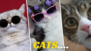 Leo Finds a New Best Friend – Cutest Friendship Ever!🐱💕