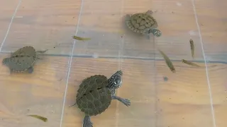 Tortugas bebés cazando peces vivos🐟🐢