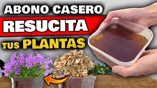 REVIVE PLANTAS ENFERMAS o SECAS !! Aplica ESTO para CURAR tu PLANTA | Fertilizante Casero Natural
