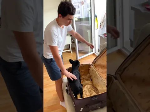 Dog 🐶 or Cat 🐱? #shorts Lyric TikTok Video by kriss.diamond