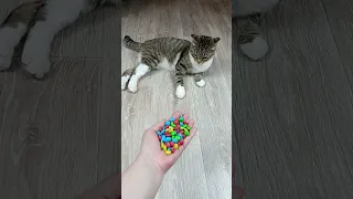 Cat Barsik 🐱 Marbles 🟡🌈 Satisfying Reverse Video ASMR