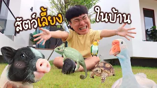 นี่บ้านคนหรือสวนสัตว์??! อัพเดทสัตว์เลี้ยงในบ้าน