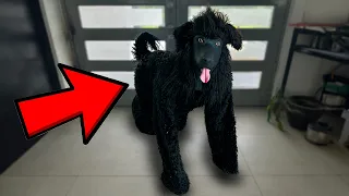 Mi PERRO se Comporta como HUMANO ¡ AYUDA ! 2