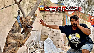 نقذت كلبي جاك ؟؟ من الموت في اخر ثواني - التقيت بكلبي الكانكال بعد غياب ثلاثه اشهر 😱