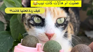 ام هالات والكات نيب