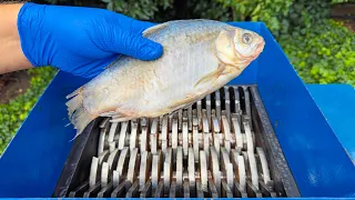 Shredding Fish! Amazing Video!