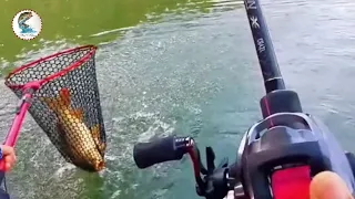 سمكة الكارب اجمل صيد بالسنارة 🎣