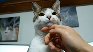 고양이를 거꾸로 쓰다듬어봤다