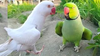 Green Ringneck Parrot And White Sounds Parrot