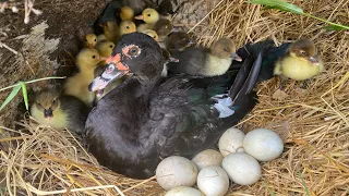Amazing New 40Duckling Hatching From Eggs _ Cute Baby Duck Born