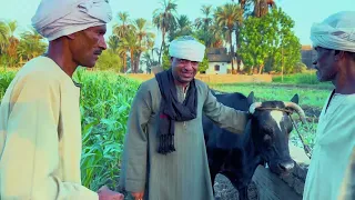 الحاج الضوى عساس بهايم ضحك السنين😂