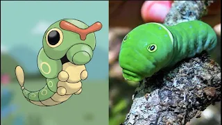 Animales que Inspiraron a Pokémon que te dejarán HELADO