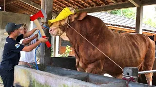 Farm #2026 Pretty Girl Intelligent Technology Modern Cow Milking Farming​ Hay Tractor Wheat Silage