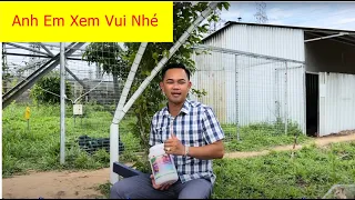 Thực phẩm hỗ trợ tiêu hoá cho gà tơ AE cần biết ngày 14/7/2024