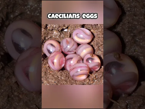 animals that have the most unique eggs #shortsfeed  #youtubeshorts#facts  #shortsvideo