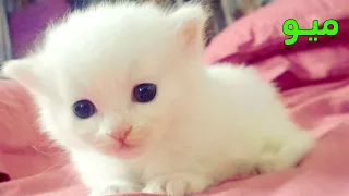 صوت قطة صغيرة جميل ونقي ( صوت قطط )