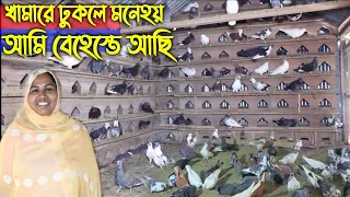 #152 কবুতর খামারে ঢুকলে মনে হয় আমি বেহেস্তে  আছি বললেন  কবুতর প্রেমী এক খামারি kobutor palon in bd