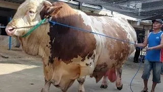 2 SAPI RAKSASA KANDANG TINGKAT