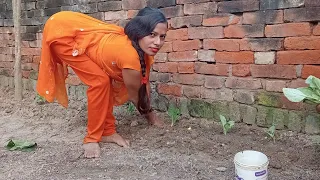 hallo dosto mai phool gobhi ka ped laga rahi hu 🌿🌿🌱🌱🌱🌱🌿 Sarita is different 👌👌👌👌👌