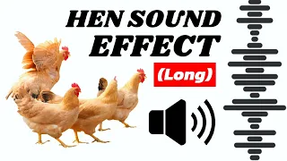 Hen Sound To Attract Roosters (2) Chicken Sound Effects Free