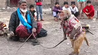 बंदर की हरकत आप को भी हसा देगा talented monkey cought on camera