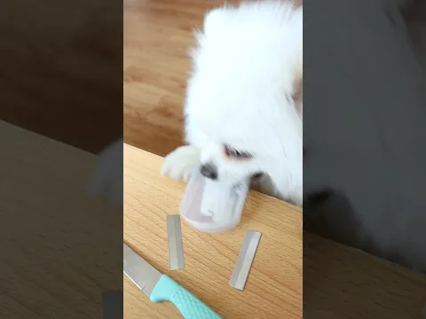 Nico: Sorry 😜😜😜 #dog #nico #smartnico #funny #cute
