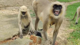 Langur video 