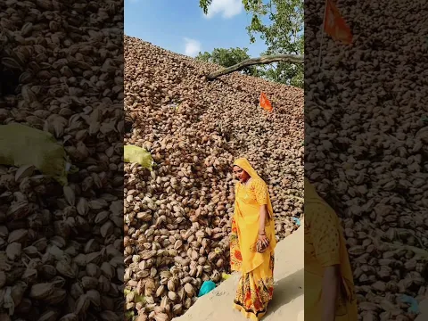 Miracle Coconut Hill #shortsvideo