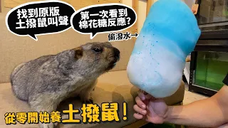 【從零開始養】土撥鼠!旱獺!原版土撥鼠叫聲?土撥鼠第一次看到棉花糖的反應?【許伯簡芝】