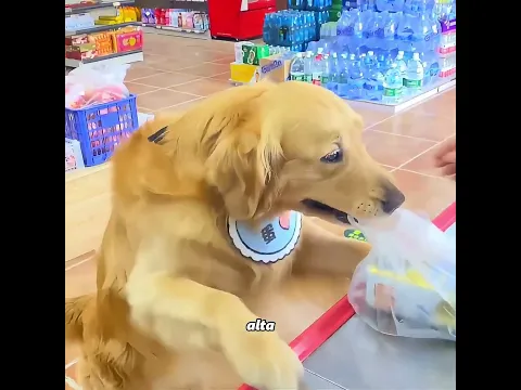Este es el perro más inteligente que he visto nunca