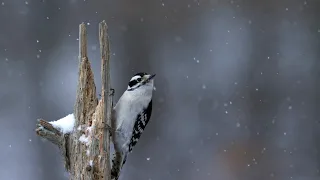 How Do Birds Stay Warm in the Winter?