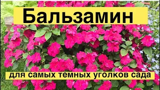 БАЛЬЗАМИН от ПОСЕВА до ЦВЕТЕНИЯ