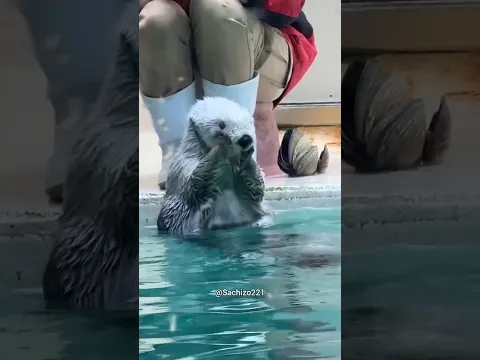 Essa é a Lontra Mais Fofa que Você já Viu 🥰❤️