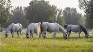 AL WAAB FARM, QATAR