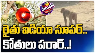 రైతు ఐడియాకి కోతులు పరార్ | Patas News | 10TV News