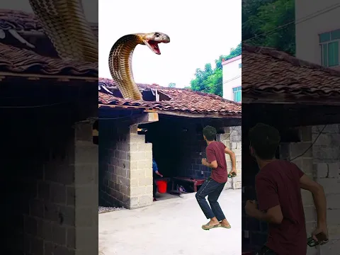 funny snake video #shorts