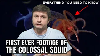 First Ever Footage of the Colossal Squid and Here's What We Know About It