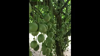 Đã mắt ngắm vườn trái cây trĩu quả ở Gò Dầu - Tây Ninh. Trái kín cả gốc cây
