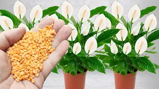 Apenas 1 copo faz explodir de tanto crescer e florescer (Veja o incrível resultado)