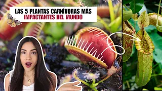 Las 5 PLANTAS CARNÍVORAS más SORPRENDENTES del Mundo 😱
