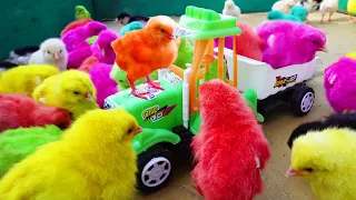 LOVELY Hen Baby Chicks Vs TRACTOR TROLLEY  Video | FishCutting