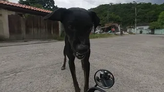Ela tem ciúmes do carrinho 🐕🐾
