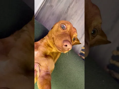 Mi PAPÁ me molesta mucho 🐶😥