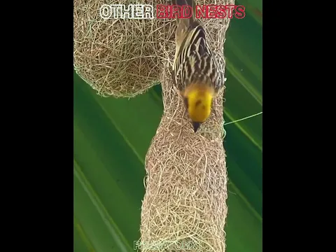 other birds nests vs the last one