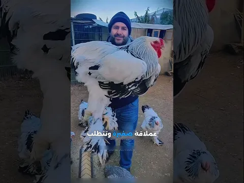 أندر وأغلى دجاج في العالم! 🐓💎