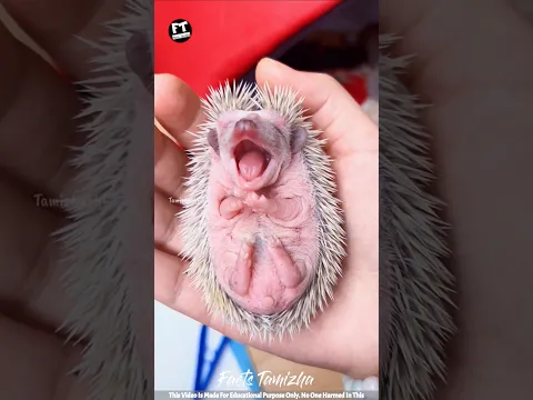 The Girl Adopted Baby Hedgehog In Her House 🥺🥰 #factstamizha #shorts