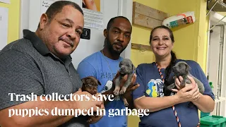 Trash collectors save puppies dumped in garbage